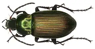 Poecilus cupreus