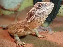 Амфиболурус Митчелла