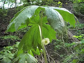 Подофилл щитовидный. Типовой вид рода. Общий вид растения.