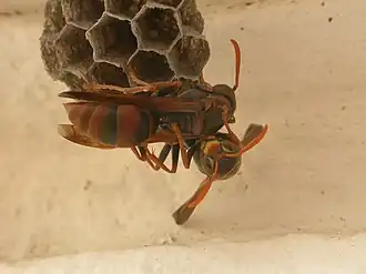 Осы Polistes humilis на гнезде