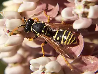 Polistes dominula