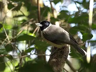 Серая узкоклювая ванга