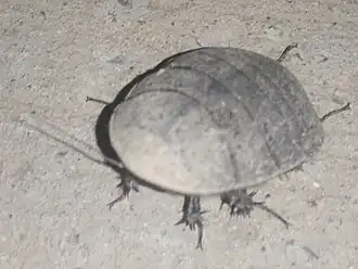 Черепашка Соссюра