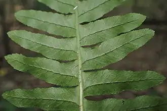 Сегменты листьев с нижней стороны