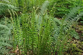 Молодые вайи