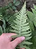 Дваждыперистый лист папоротника Polystichum setiferum