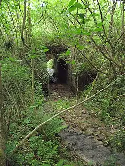 Мост в лесу