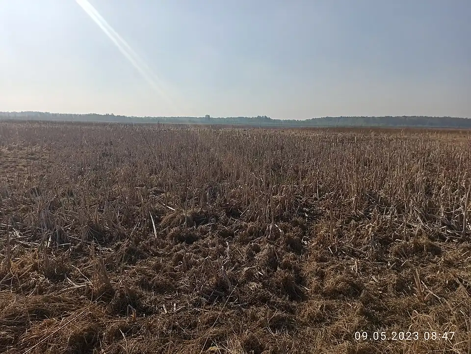 Пересохшая часть озера. Северо-западный берег; 2023 год