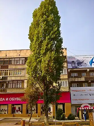 Тополь пирамидальный в Алма-Ате, Казахстан