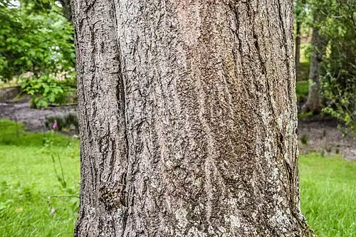 Ствол взрослого дерева