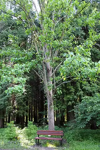 Общий вид растения