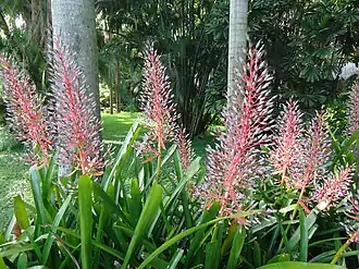 Portea petropolitana