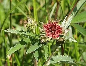 Сабельник болотный