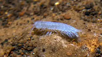 Potiicoara brasiliensis