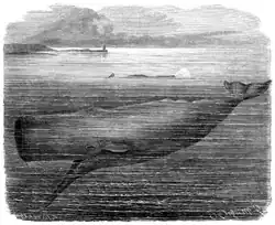 Кашалот29 октября 2010