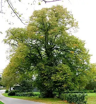 Общий вид цветущего дерева
