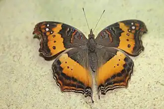 Самка Precis andremiaja