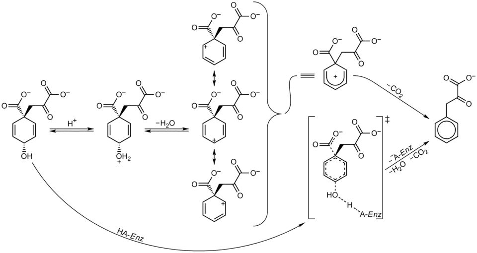 Механизм кислотной ароматизации префената