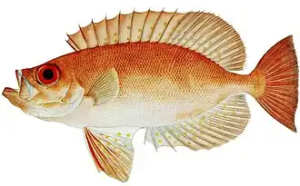 Priacanthus macracanthus