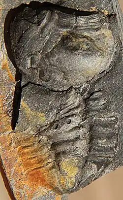 Pricyclopyge shearcorrected