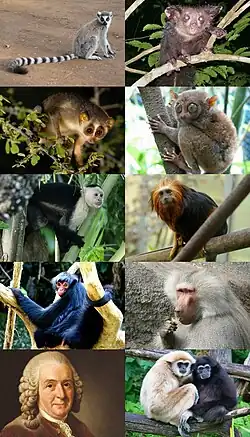 1-й ряд: кошачий лемур, мадагаскарская руконожка;2-й ряд: серый тонкий лори, филиппинский долгопят;3-й ряд: обыкновенный капуцин, золотистоголовая львиная игрунка;4-й ряд: краснолицая коата, гамадрил;5-й ряд: человек разумный, белорукий гиббон