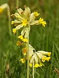 Первоцвет весенний (Primula veris)