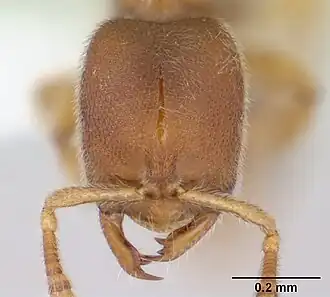 Муравей Prionopelta robynmae