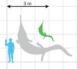 Сравнение размеров вымершего прионозуха с человеком. Зелёным цветом показан голотип, серым — реконструкция размеров по наиболее крупному экземпляру