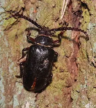 Prionus coriarius 080725