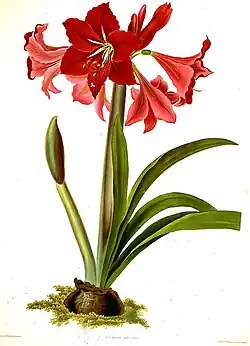 Hippeastrum × johnsonii