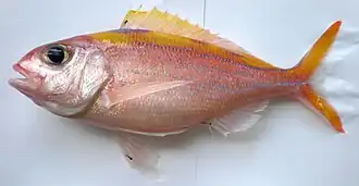 Серебристый нитепёрый снэппер (Pristipomoides argyrogrammicus)