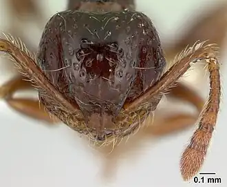 Pristomyrmex africanus