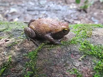 Норная лягушка