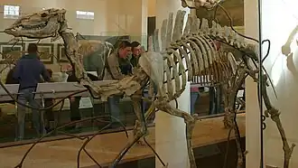 Скелет Procamelus grandis