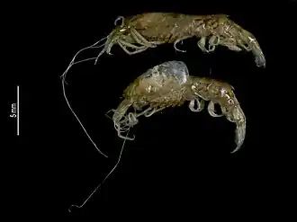 Procaris ascensionis