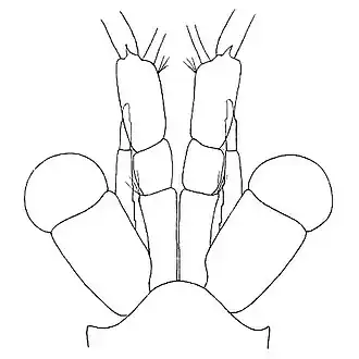 Голова Promysis atlantica