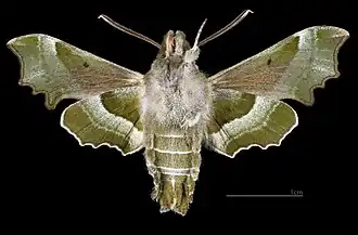 Proserpinus proserpina ♂  △