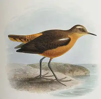 Таитянский песочник Prosobonia leucoptera. Литография Й. Г. Кёлеманса