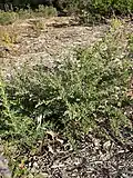 Prostanthera howelliae в ботаническом саду Канберры