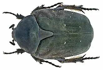 Protaetia afflicta