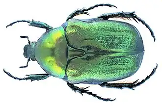 Protaetia angustata