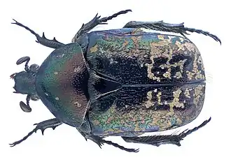 Бронзовка Карелина