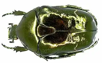 Protaetia mandschuriensis