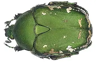 Бронзовка венгерская