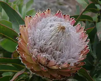 Соцветие P. magnifica