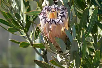 Цвеущая P. laurifolia (горы Седерберг, ЮАР)