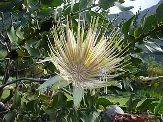 Protea aurea