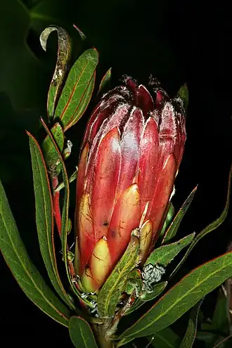 Protea burchellii (Каледон, ЮАР)