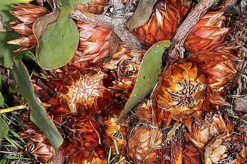 Цветочные головки