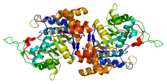 Структура белка AKR1C1.